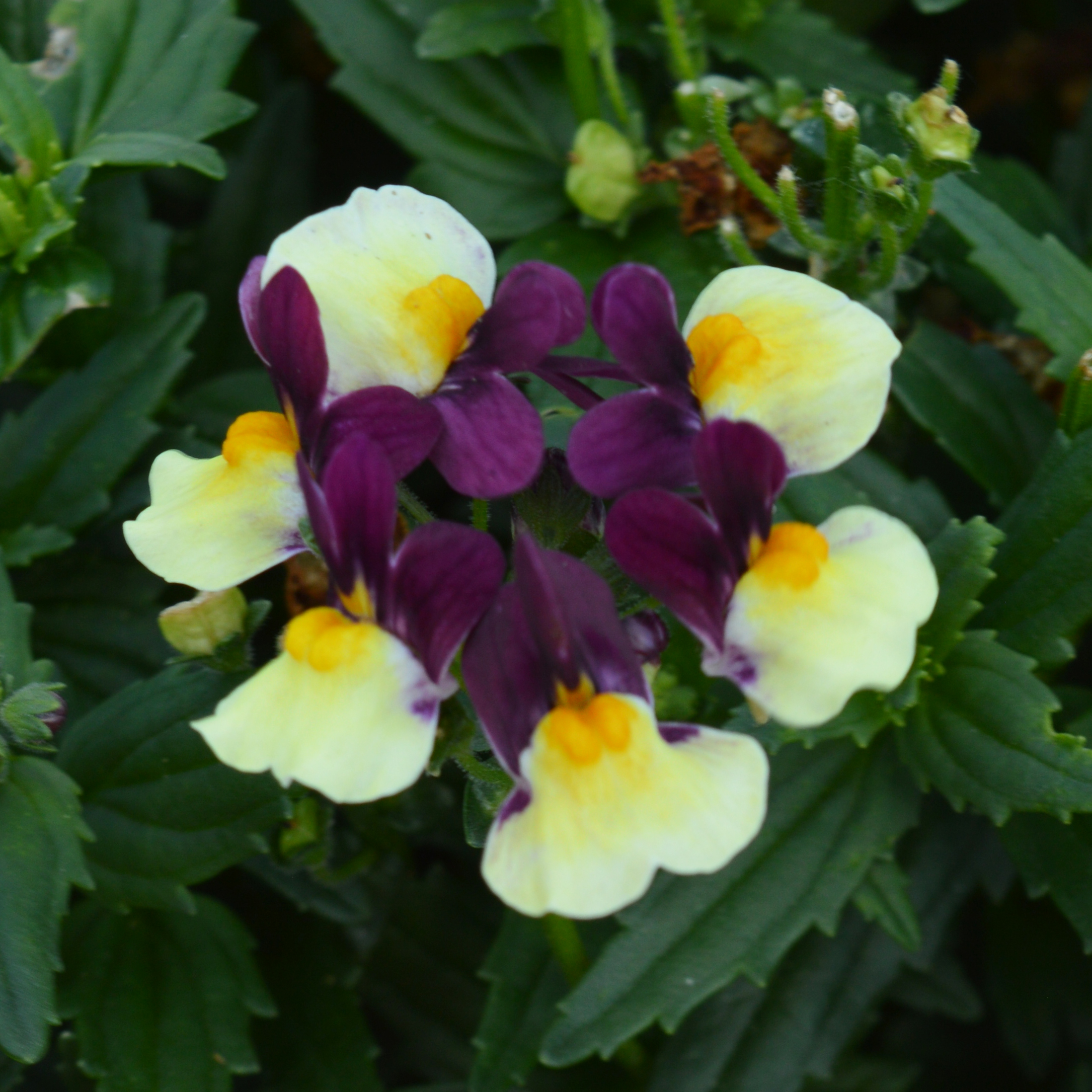 Nemesia Escential Raspberry Lemonade